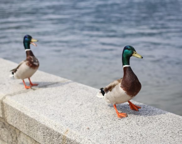 2 canards sur un mur