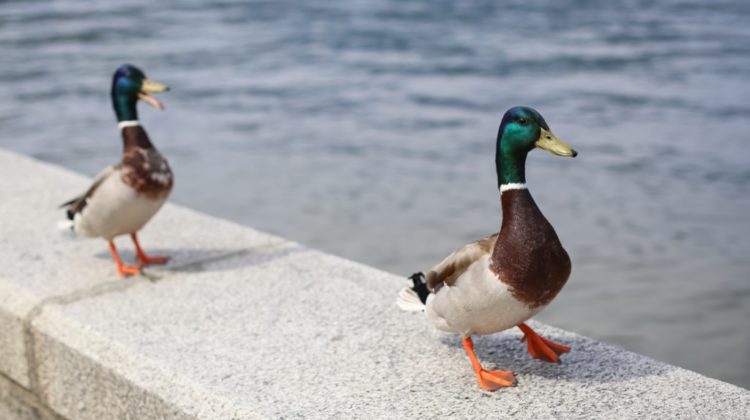 2 canards sur un mur