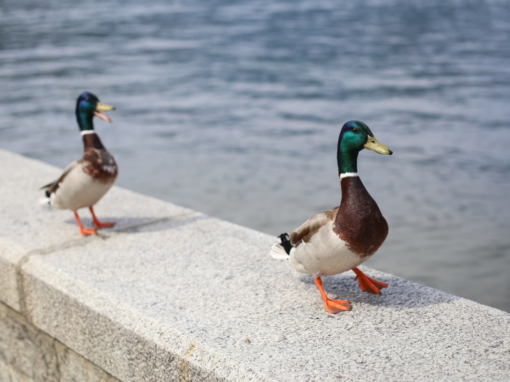 Le canard au mental humain